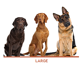 Large dogs size chart
