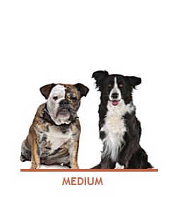 Medium dogs size chart