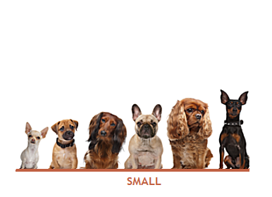 Small dogs size chart